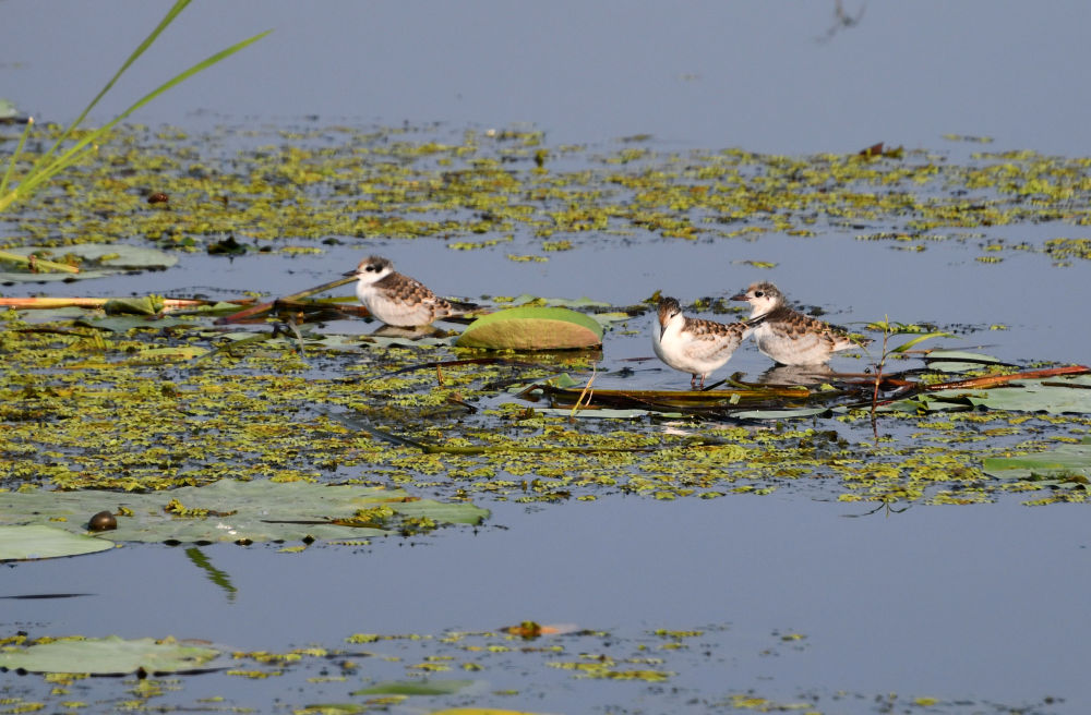 W020230828414871244303 W020230828414871244303